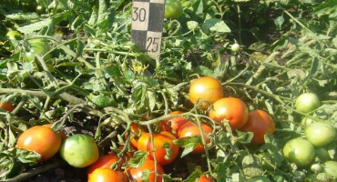 Popis ultra raného zrání rajčat odrůdy filipok a vlastnosti péče